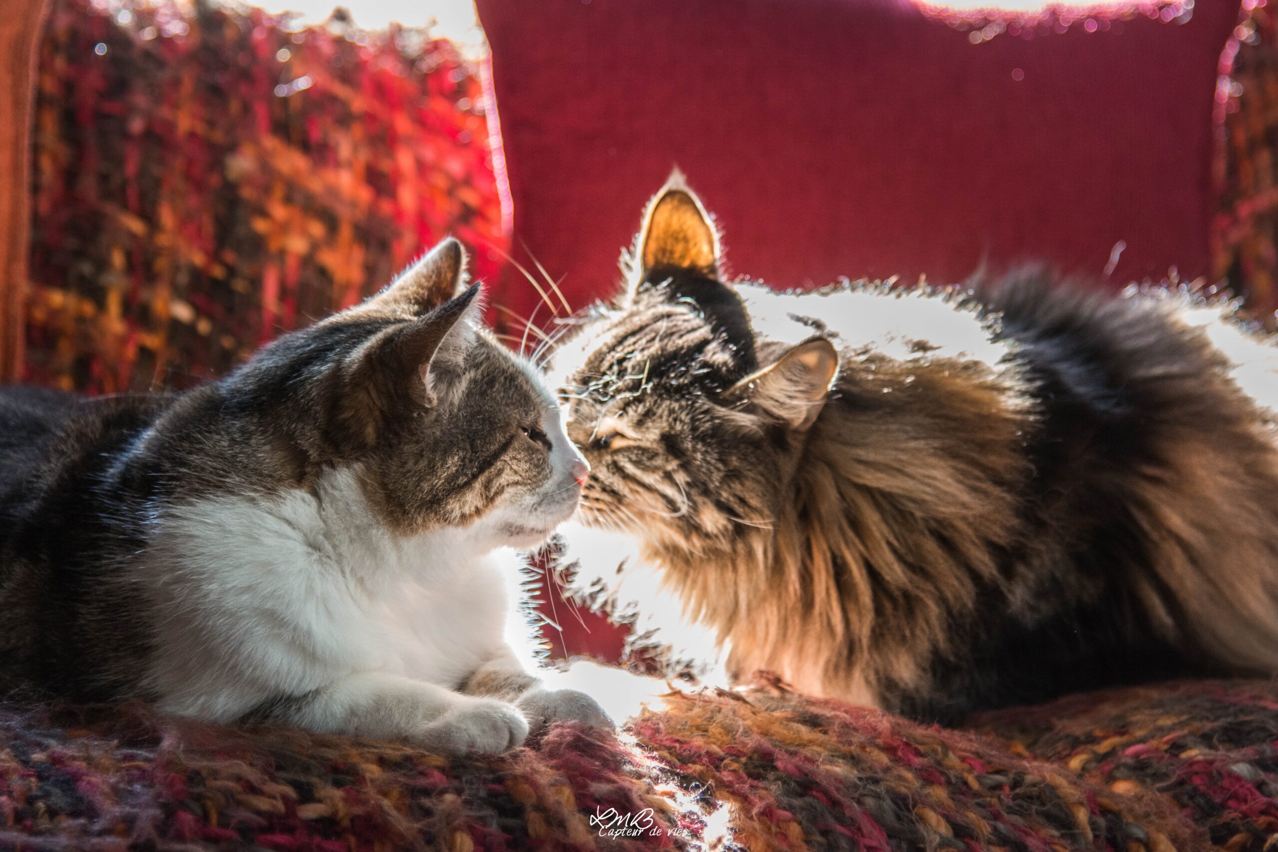 Garde chat à votre domicile, pension pour chat à votre domicile 77