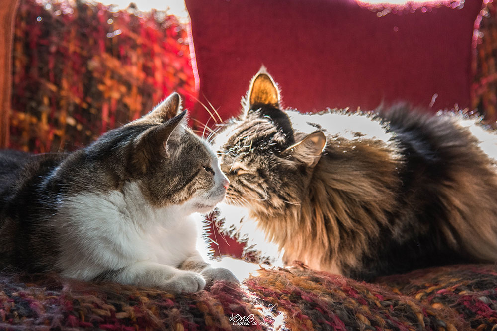 Image page Les races de chats